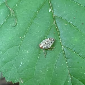 Insects Id: Issus (Issus)