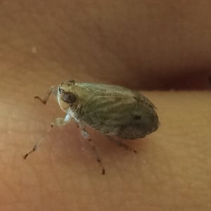 Insects Id: Issus (Issus)