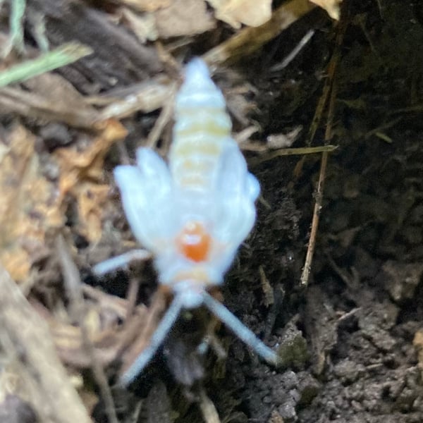 Prociphilus tessellatus