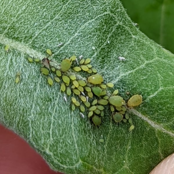 Aphis
