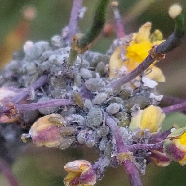 Brevicoryne brassicae