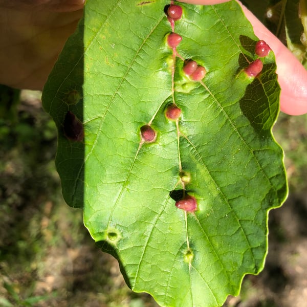 Hormaphis hamamelidis