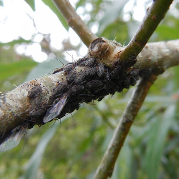 Tuberolachnus salignus