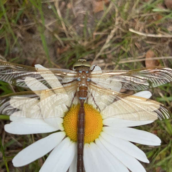 Anisoptera