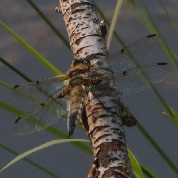 Libellula