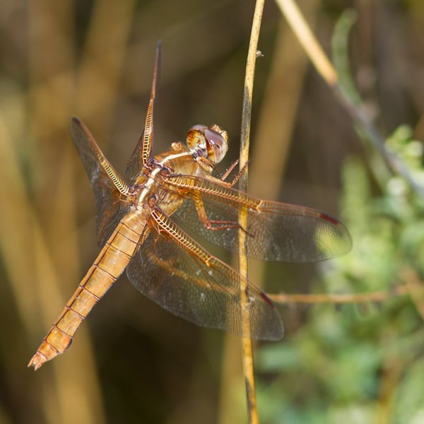 Libellula saturata