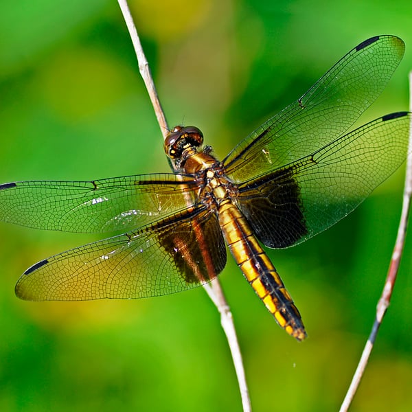 Libellula luctuosa