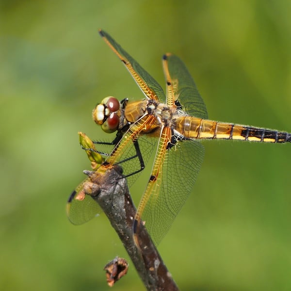 Libellula quadrimaculata