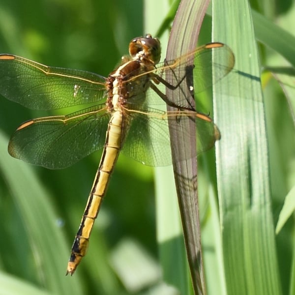 Libellula needhami