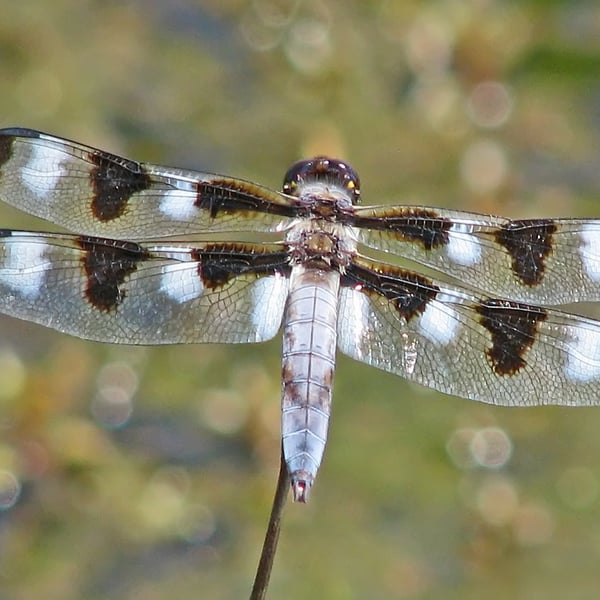 Libellula pulchella