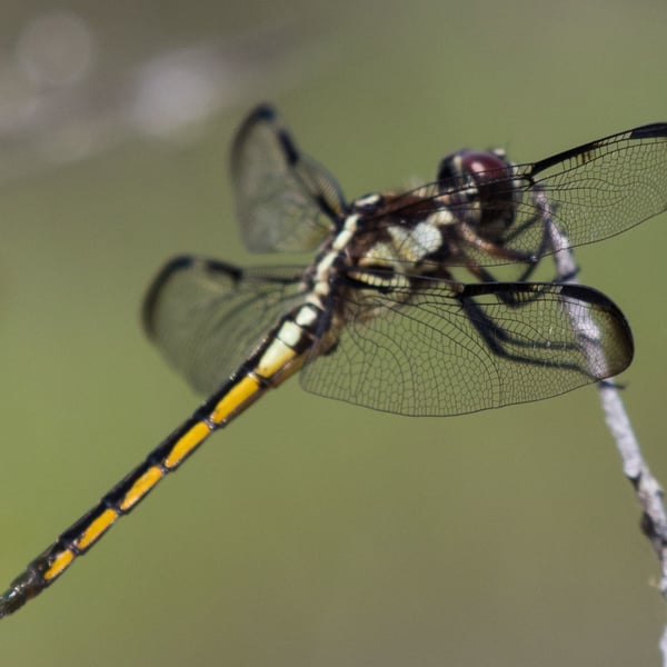 Libellula axilena