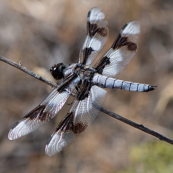 Libellula forensis