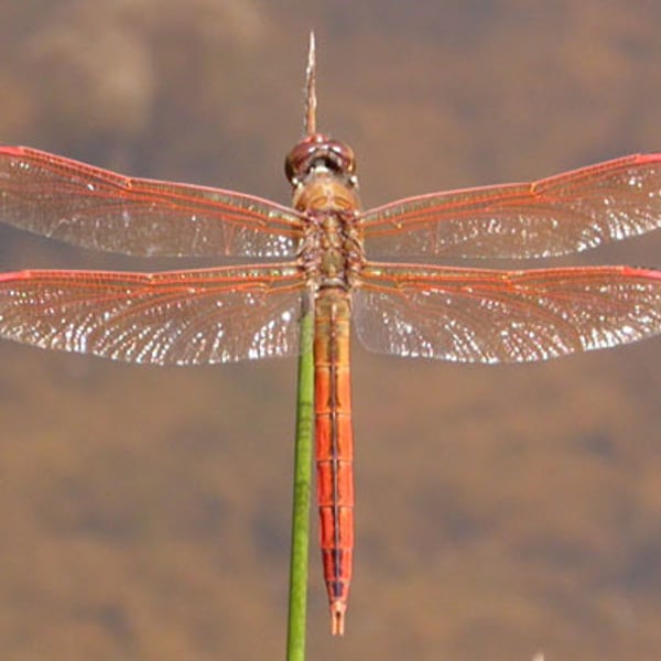 Libellula auripennis