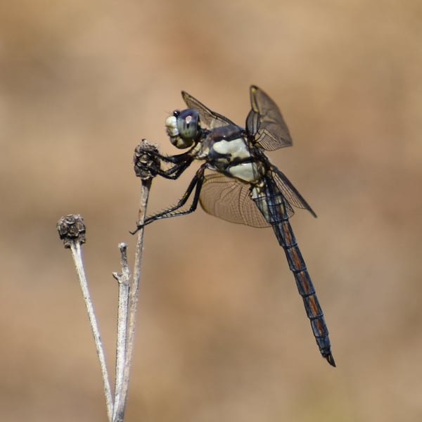 Libellula comanche