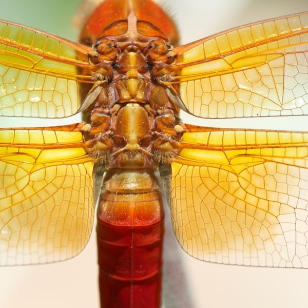 Libellula croceipennis