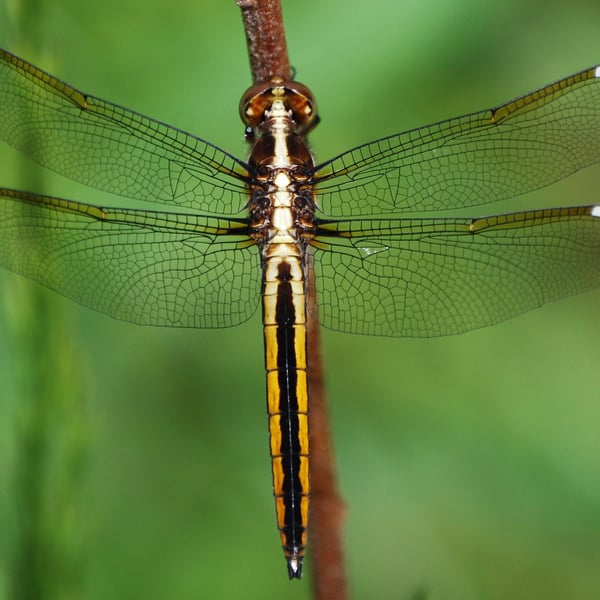 Libellula cyanea