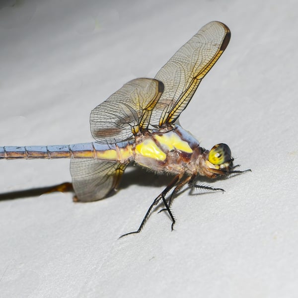 Libellula flavida