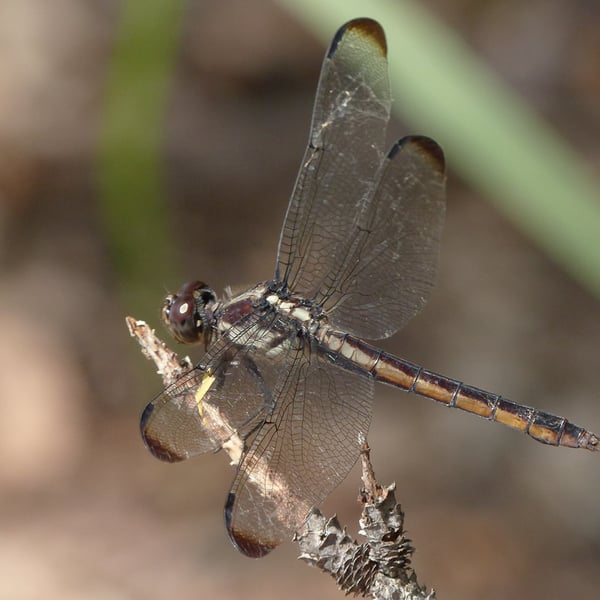 Libellula incesta