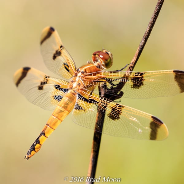 Libellula semifasciata