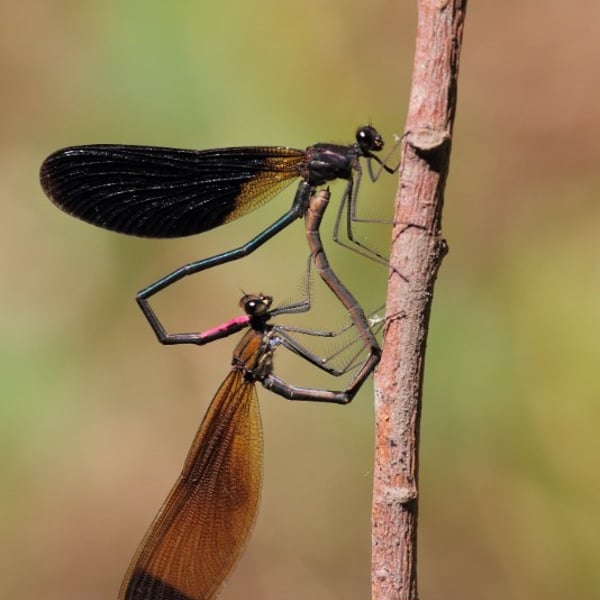Insects Id: Copper Demoiselle (Calopteryx haemorrhoidalis)
