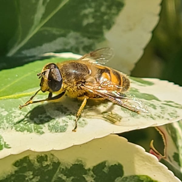 Diptera