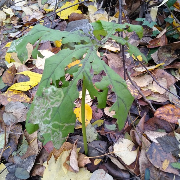 Phytomyza