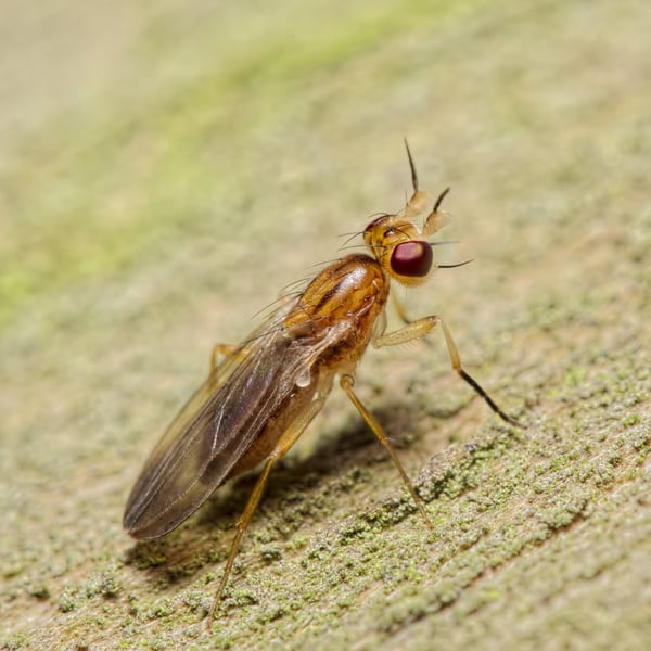 Clusiidae