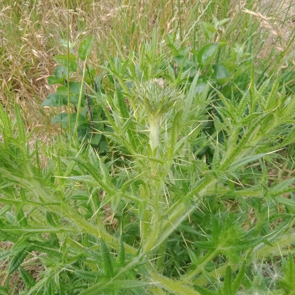 Urophora