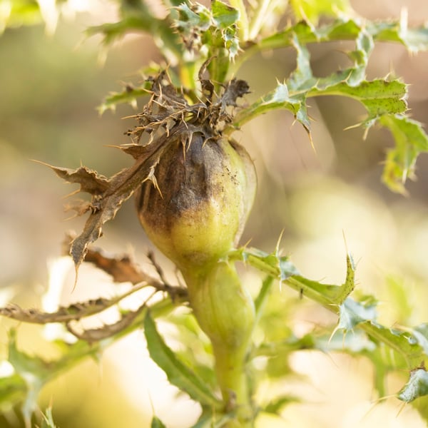 Urophora cardui