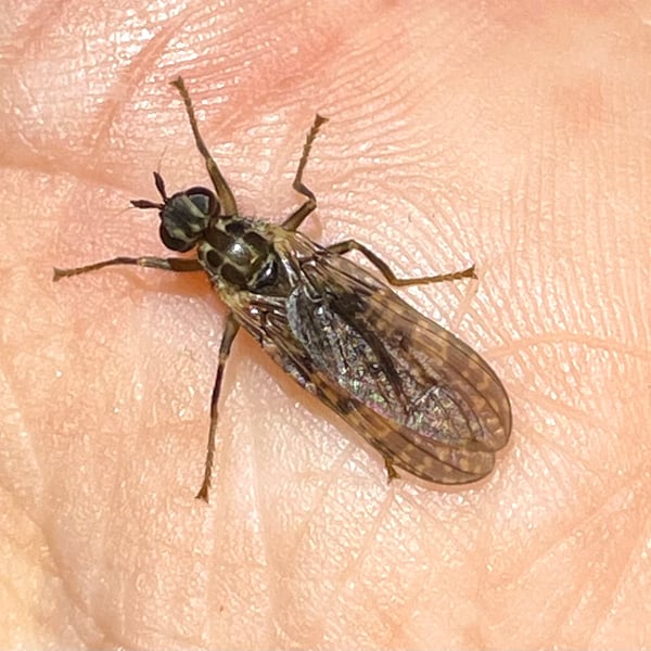 Pyrgotidae