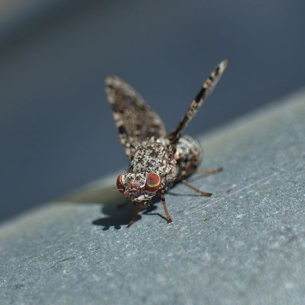 Callopistromyia annulipes