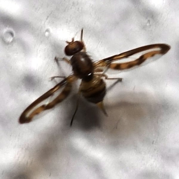 Pallopteridae
