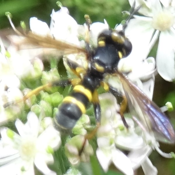 Conopidae