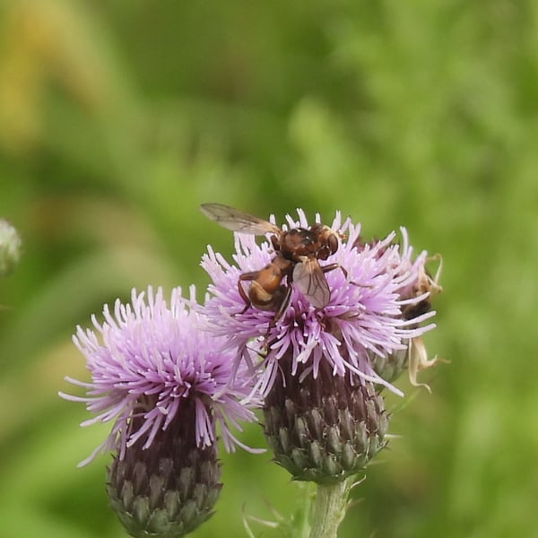 Sicus ferrugineus