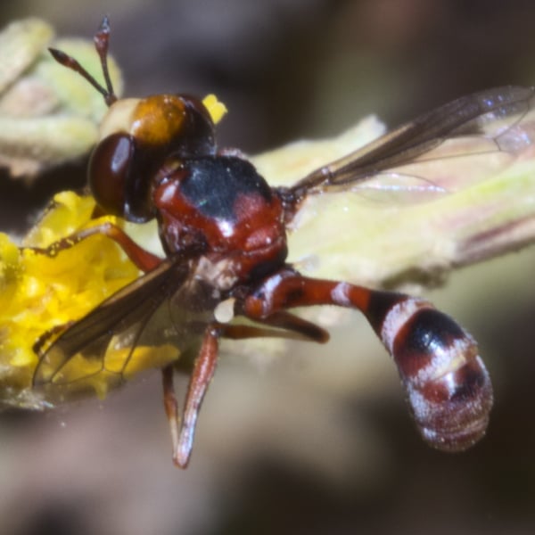Physocephala