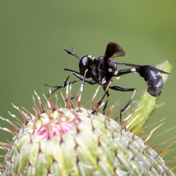 Physocephala tibialis