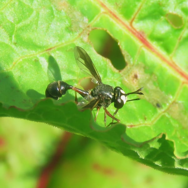 Physocephala furcillata