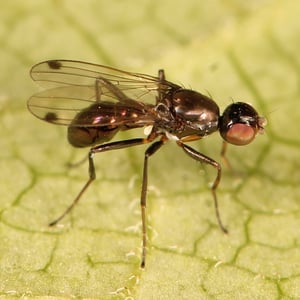 Insects Id: Sepsis (Sepsis)