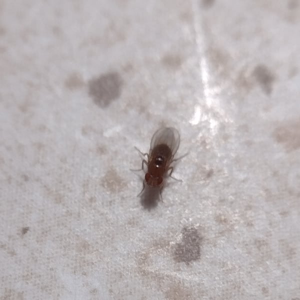 Drosophila