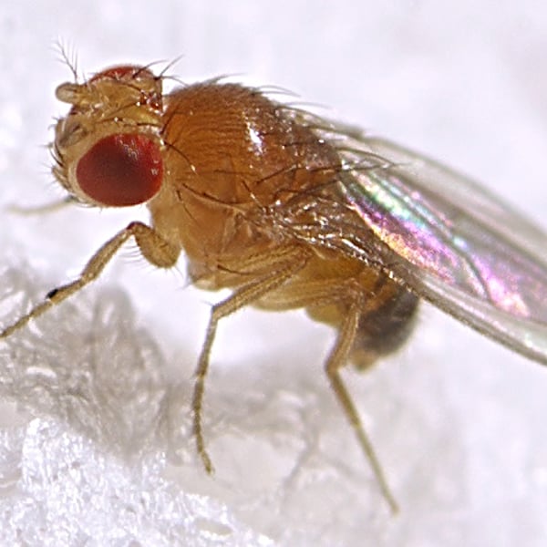 Drosophila melanogaster