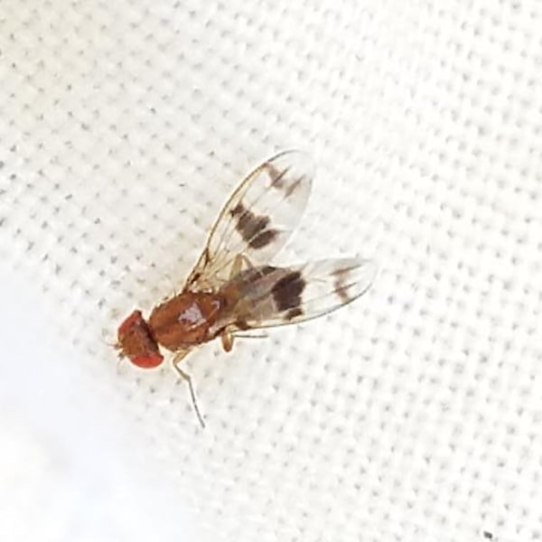 Chymomyza
