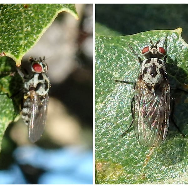 Anthomyiidae