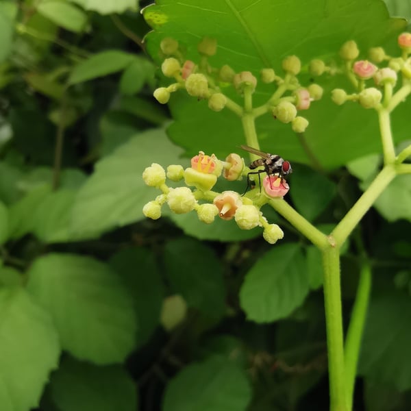 Anthomyia illocata