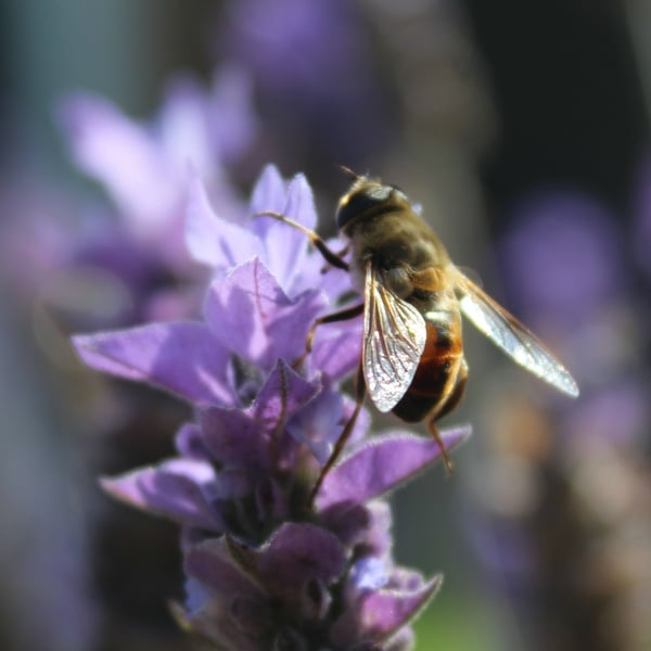 Syrphidae