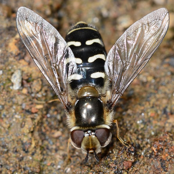 Scaeva pyrastri