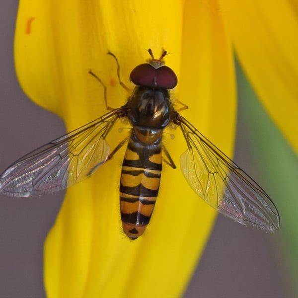 Episyrphus balteatus