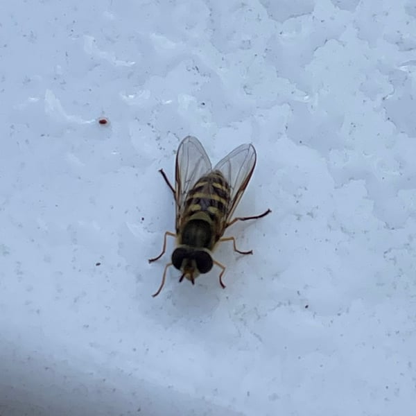 Syrphus ribesii