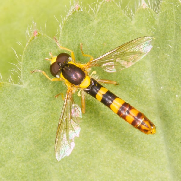 Sphaerophoria scripta