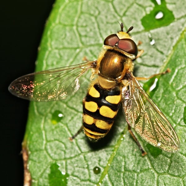 Eupeodes corollae