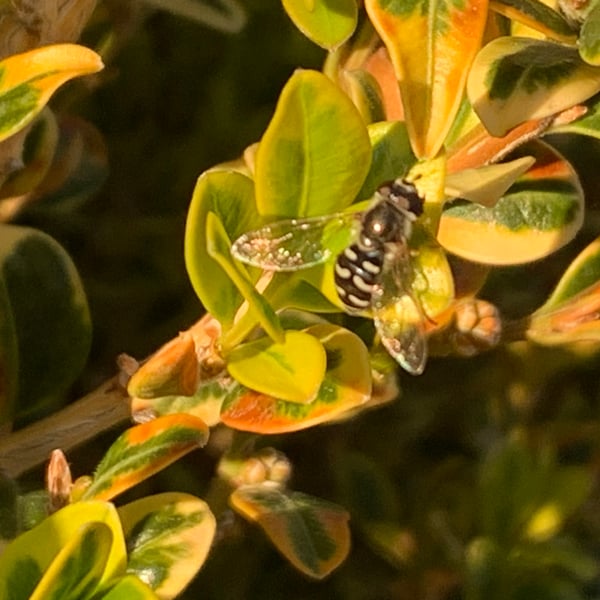 Eupeodes volucris